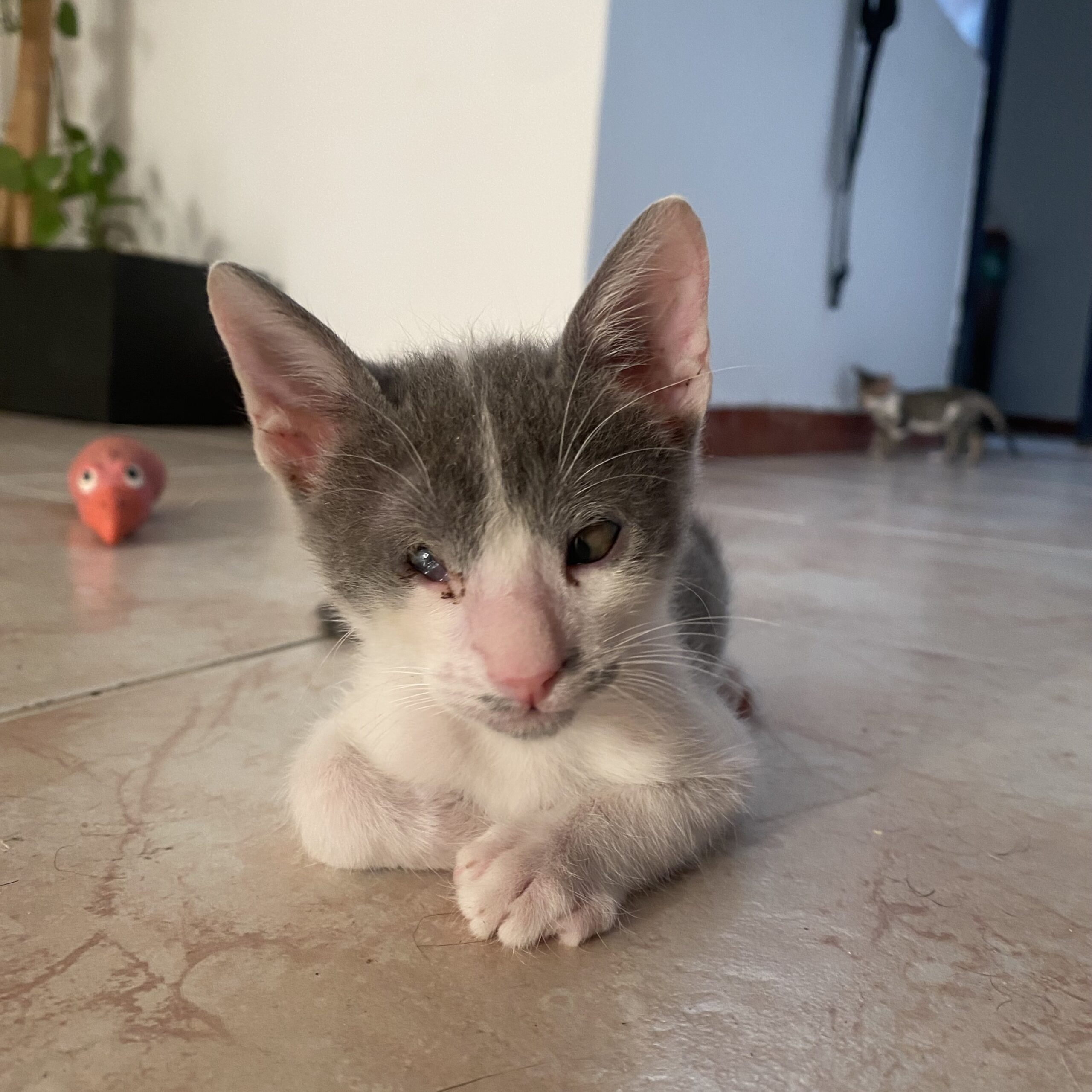 adopcion 2