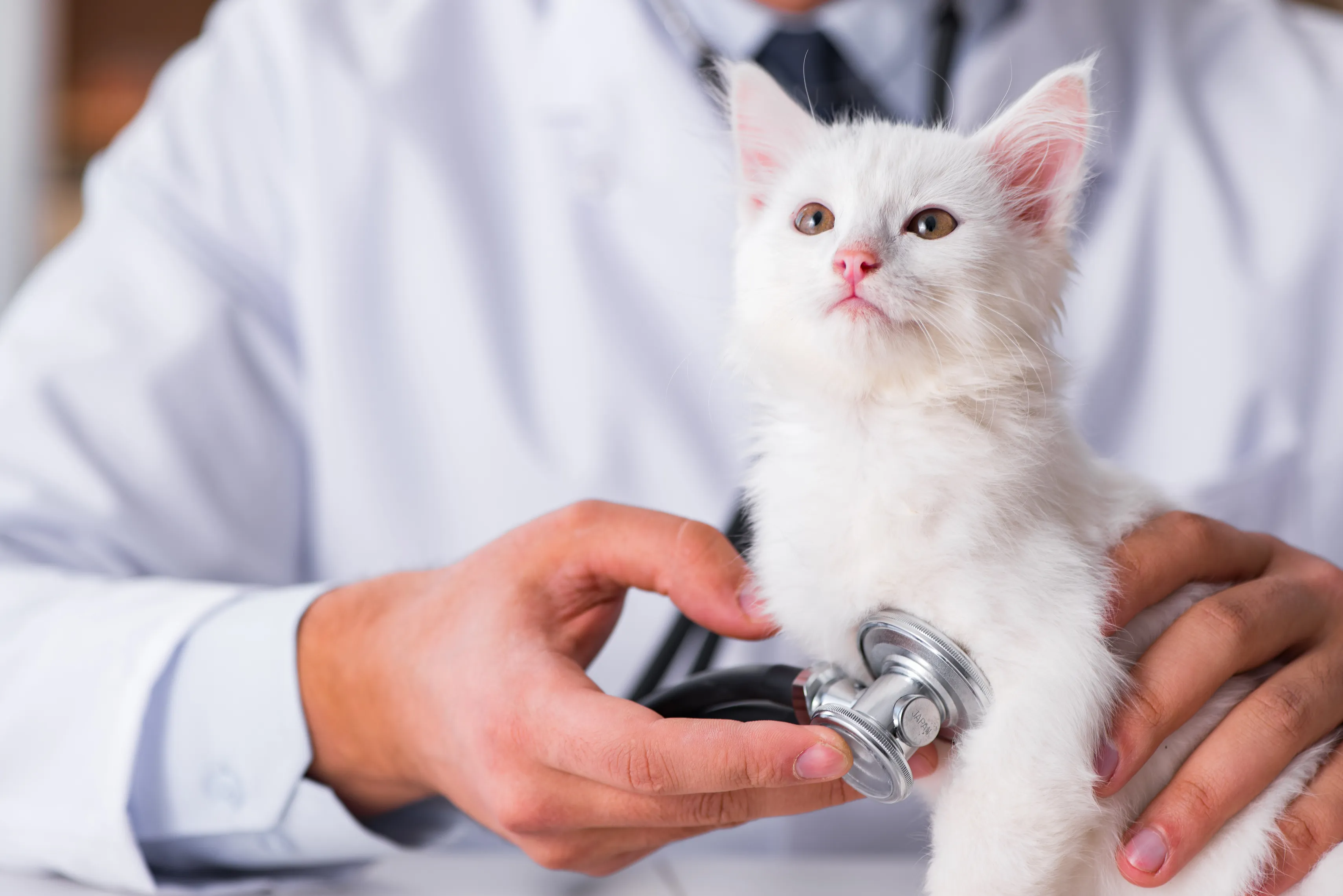 Veterinaria